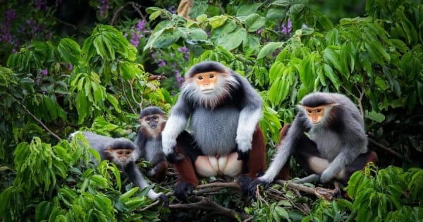 Ninh Binh: Cuc Phuong Jungle Hike & Wildlife dagtrip