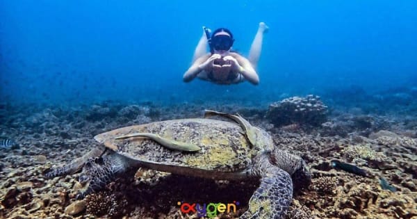 Koh Tao: vroege ochtendsnorkeltocht zonder drukte en met schildpadden