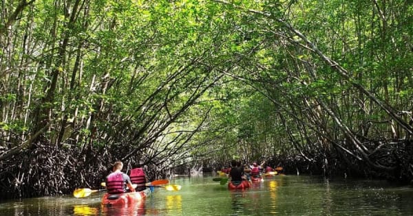 Ko Lanta: Halfdaagse Mangrove Kajak Tour met Lunch