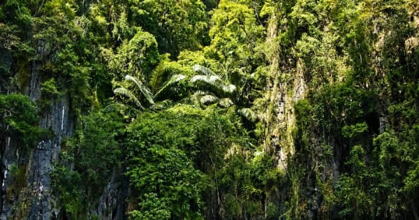 Krabi: Kajakavontuur door het mangrovebos van Ao Thalane