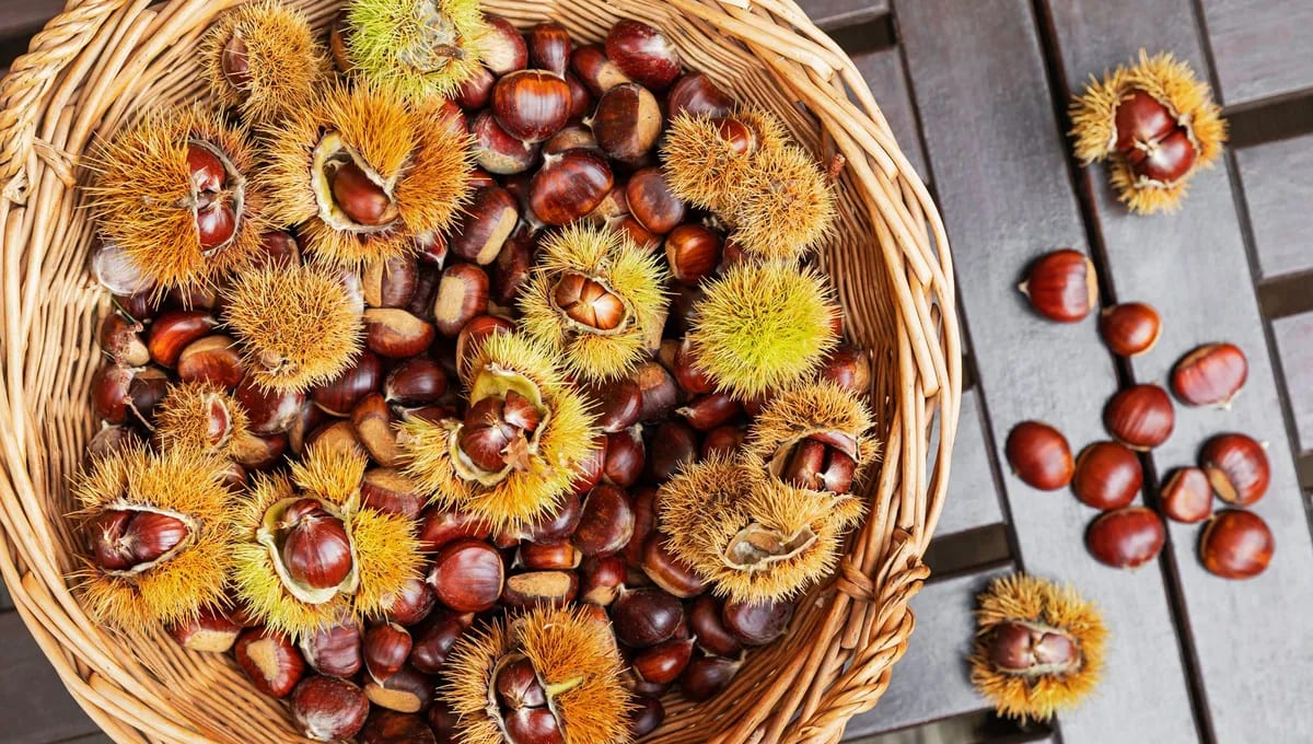 Fête de la Châtaigne, du Vin et des Produits du Terroir