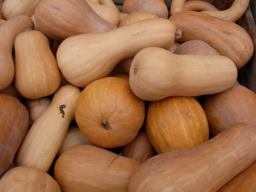 La Courge en Fête
