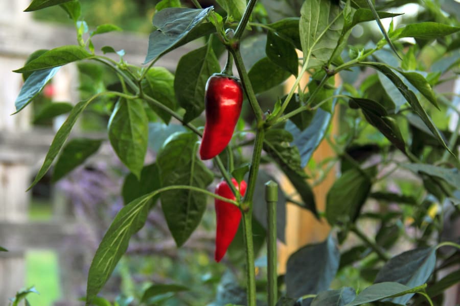 Fête du Piment d'Espelette