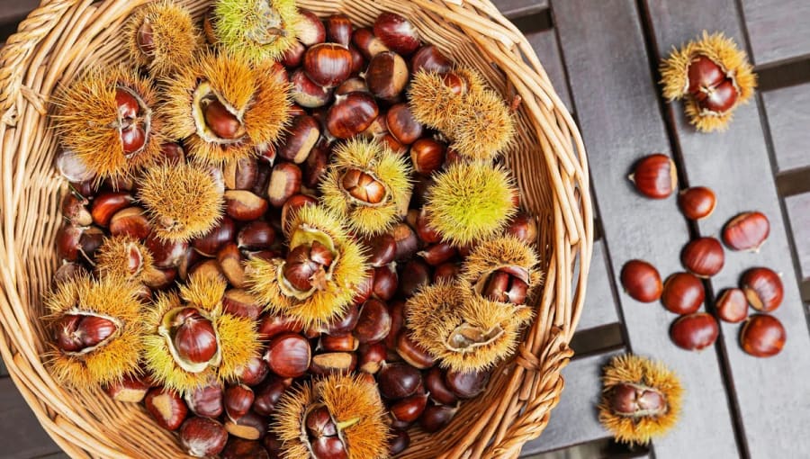 Fête de la Châtaigne, du Vin et des Produits du Terroir