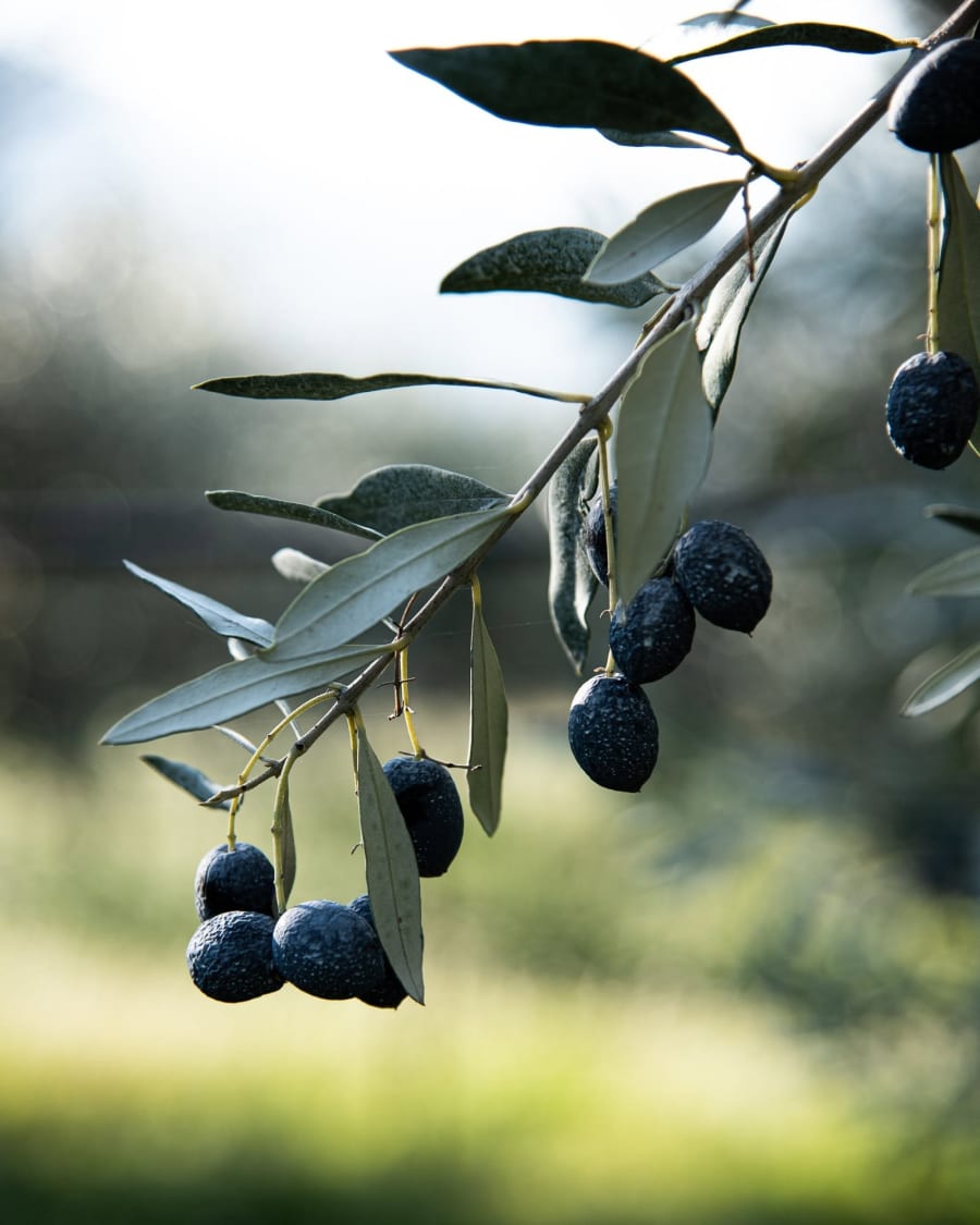 Fête de l'olive piquée & des vins du terroir