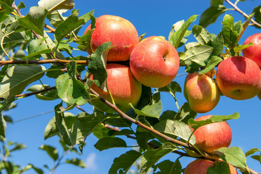 5ᵉ Fête de la pomme