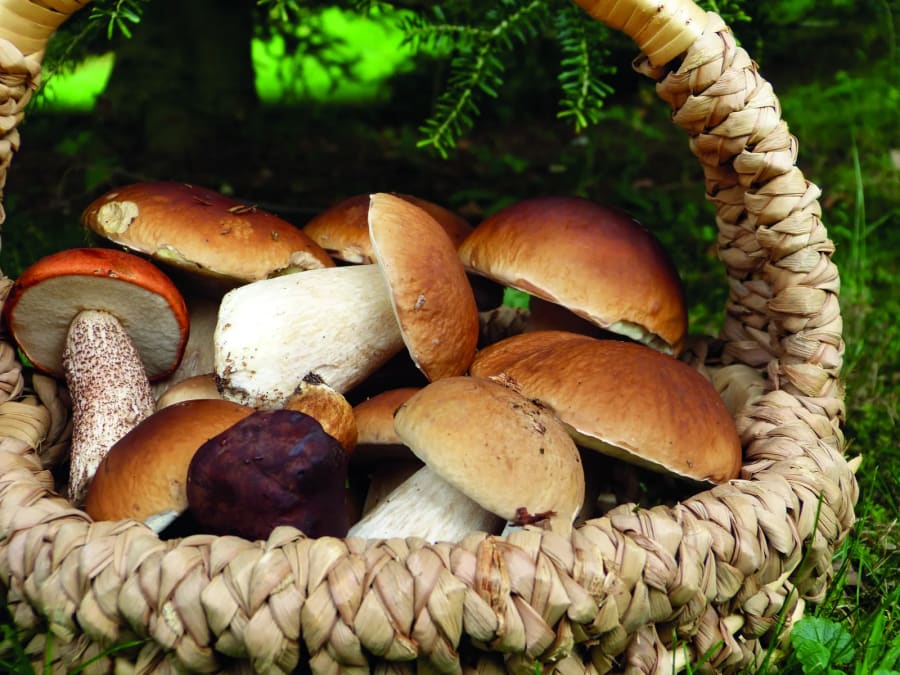 L'Automnal du Champignon - Saint-André-en-Vivarais