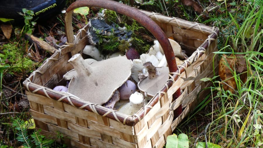 L'Automnal du Champignon - Saint-André-en-Vivarais