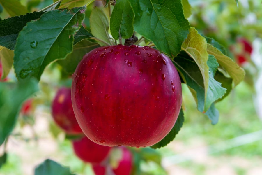 Fête de la pomme et des saveurs d'automne
