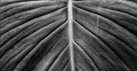 Black and white detail of a betel nut cross section print on a long sleeve shirt