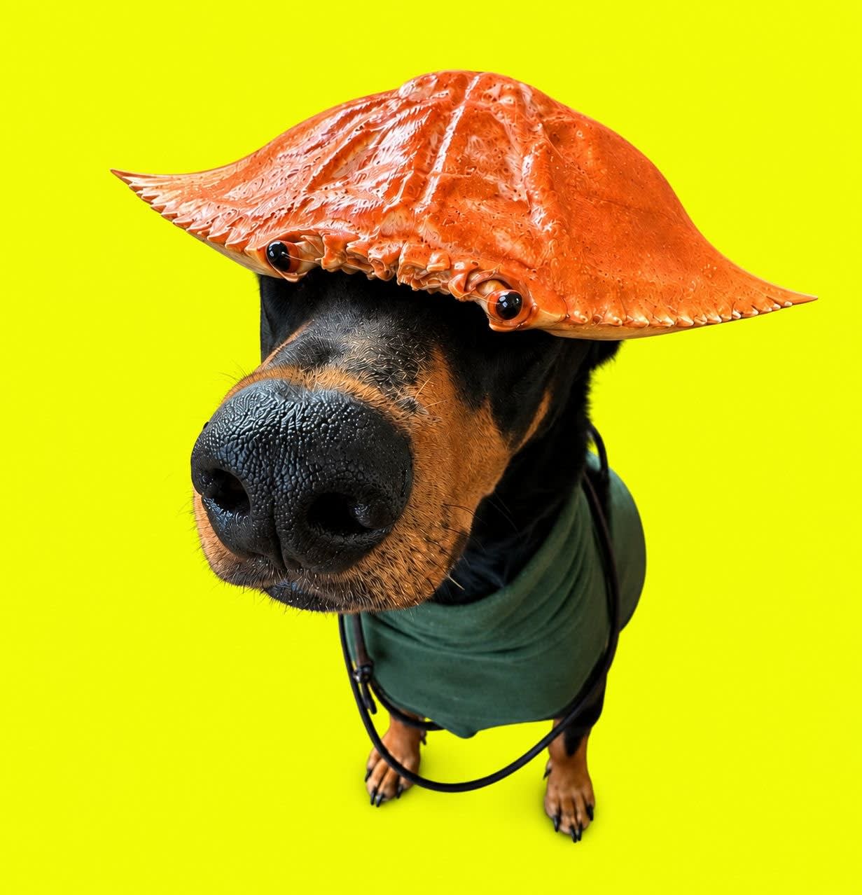 DOBE - Dog with crab hat
