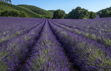 lavande-valensole-200.jpg