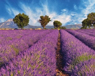 Les champs de lavande, paysage incourtounable de la Provence