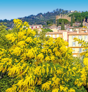 bon plans : bormes les mimosas - Plein sud