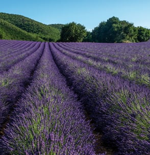 Lavande - Chateau laval - Vacances Bleues