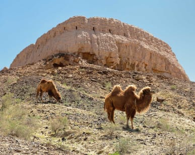Desert ouzbek.jpg