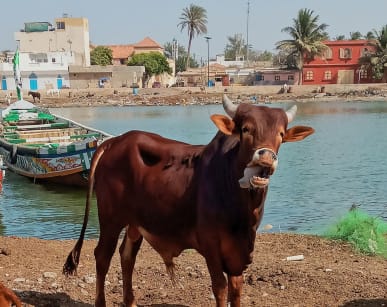 saint-louis-senegal2000x1333.jpg