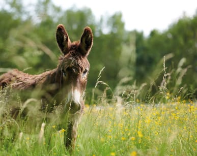 Un âne dans les champs près des Coteaux de Jonzac****