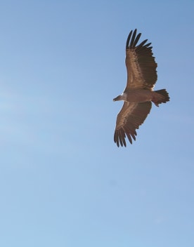 Aigle qui vole - Horizon du Lac - Vacances Bleues