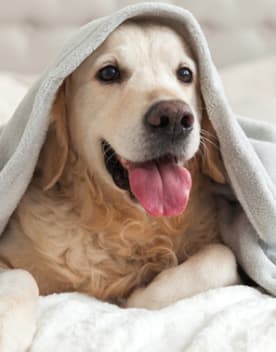 chien sous serviette - Des vacances tout inclus avec votre chien