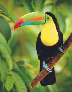 toucan-grands-espaces386x508.png