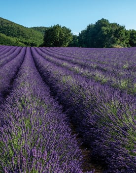 Champs de lavande Luberon