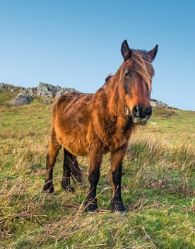 Rencontre avec les Pottoks