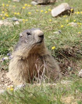 Marmotte - Horizons du Lac - Vacances Bleues