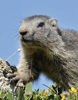 Marmotte - serre poncon - vacances dans les hautes alpes