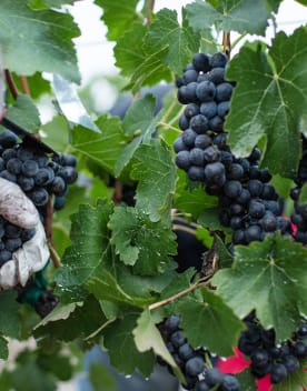 recolte-raisin-vin-1440x775.jpg