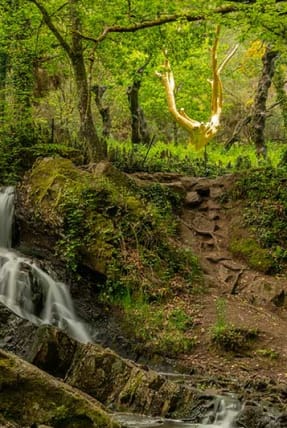 foret en bretagne