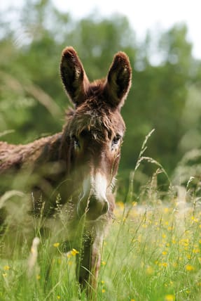 Un âne dans les champs près des Coteaux de Jonzac****