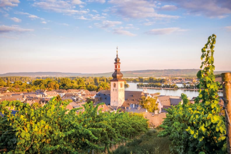 Rhin5_919x613.jpg