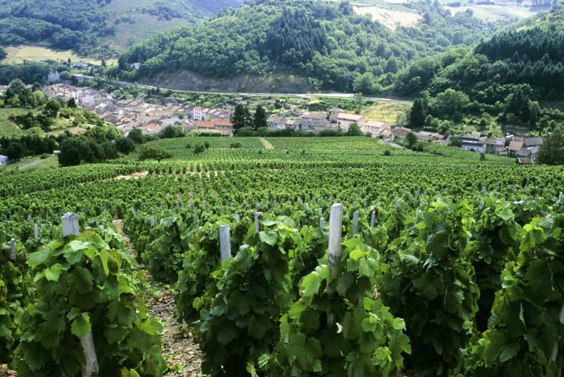 croisiere beaujolais nouveau