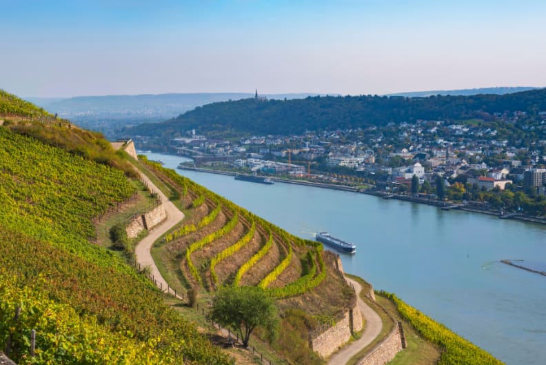 Rhin4_919x613.jpg