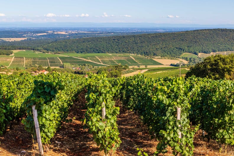 croisiere beaujolais nouveau