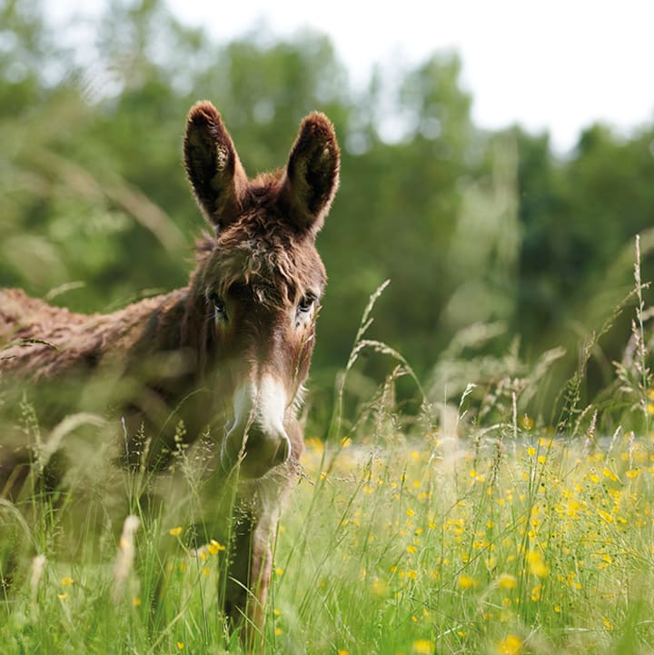 Un âne dans les champs près des Coteaux de Jonzac****