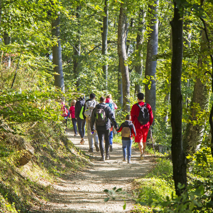 Groupe de randonneurs sur un sentier sous es arbres en forêt