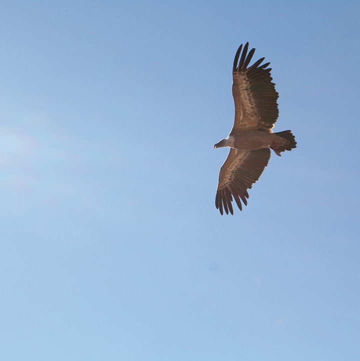 rapace - Les horizons du lac - Vacances bleues