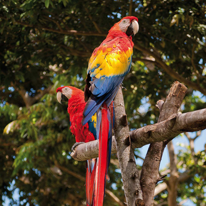 Deux perroquets rouges au Zoo - Hotel Les Jardins de l'Atlantique