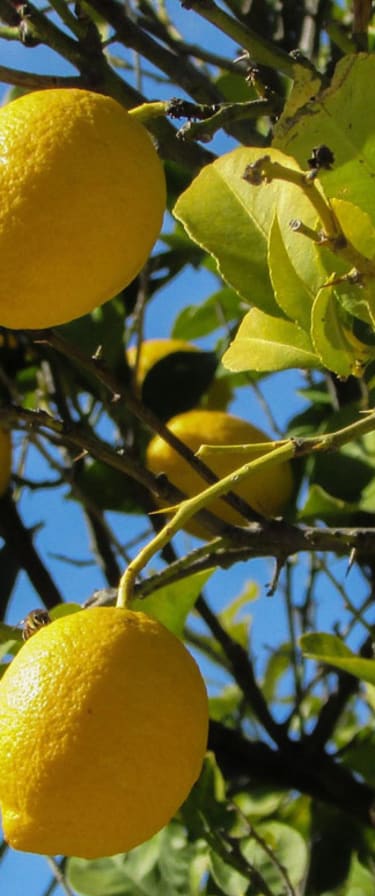 citrons-menton-1440x775.jpg