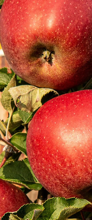 pommes hautes alpes - produits locaux