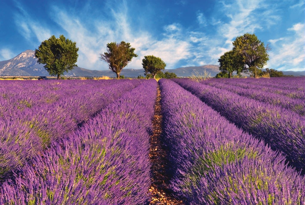 Les champs de lavande, paysage incourtounable de la Provence