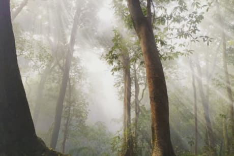 lumière qui est entre les arbres