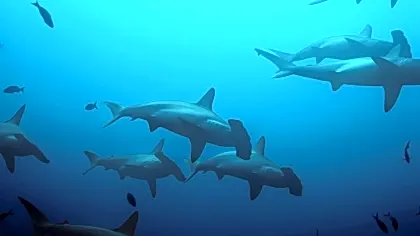 Isla-del-coco-sharks.jpg