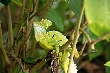 aninga-lodge-mangroove-green-lizzard-close-up-tortuguero.jpg