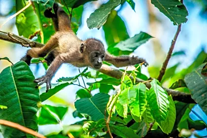 baby-hjowler-monkey-wildlife.jpg