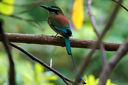 bird-motmot-caribbean-puerto-viejo.jpg