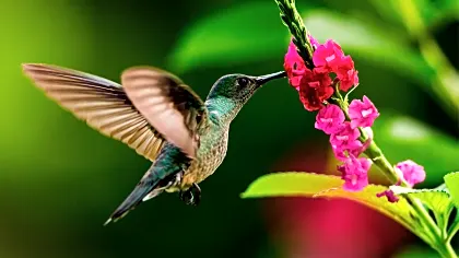 bird-scaly-brested-hummingbird-birding.jpg