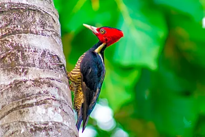bird-wood-pecker-santa-teresa.jpg